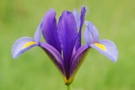 Iris spuria